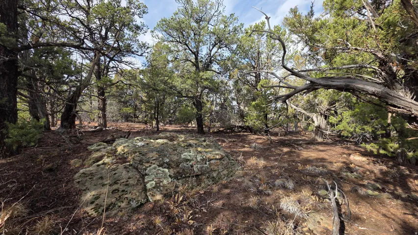View of undeveloped land