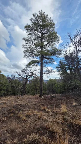 View of undeveloped land