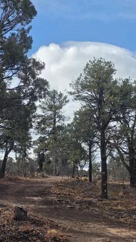 View of local wilderness