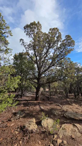 View of local wilderness