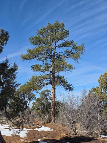 Ponderosa Pine