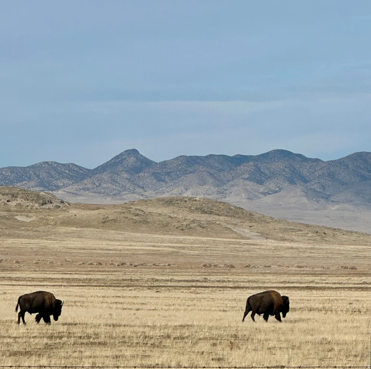 View of mountain backdrop with a pastoral area and rural landscape