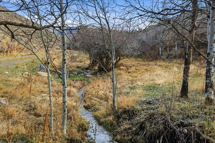 View of local wilderness