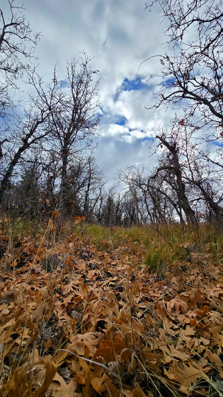 View of local wilderness