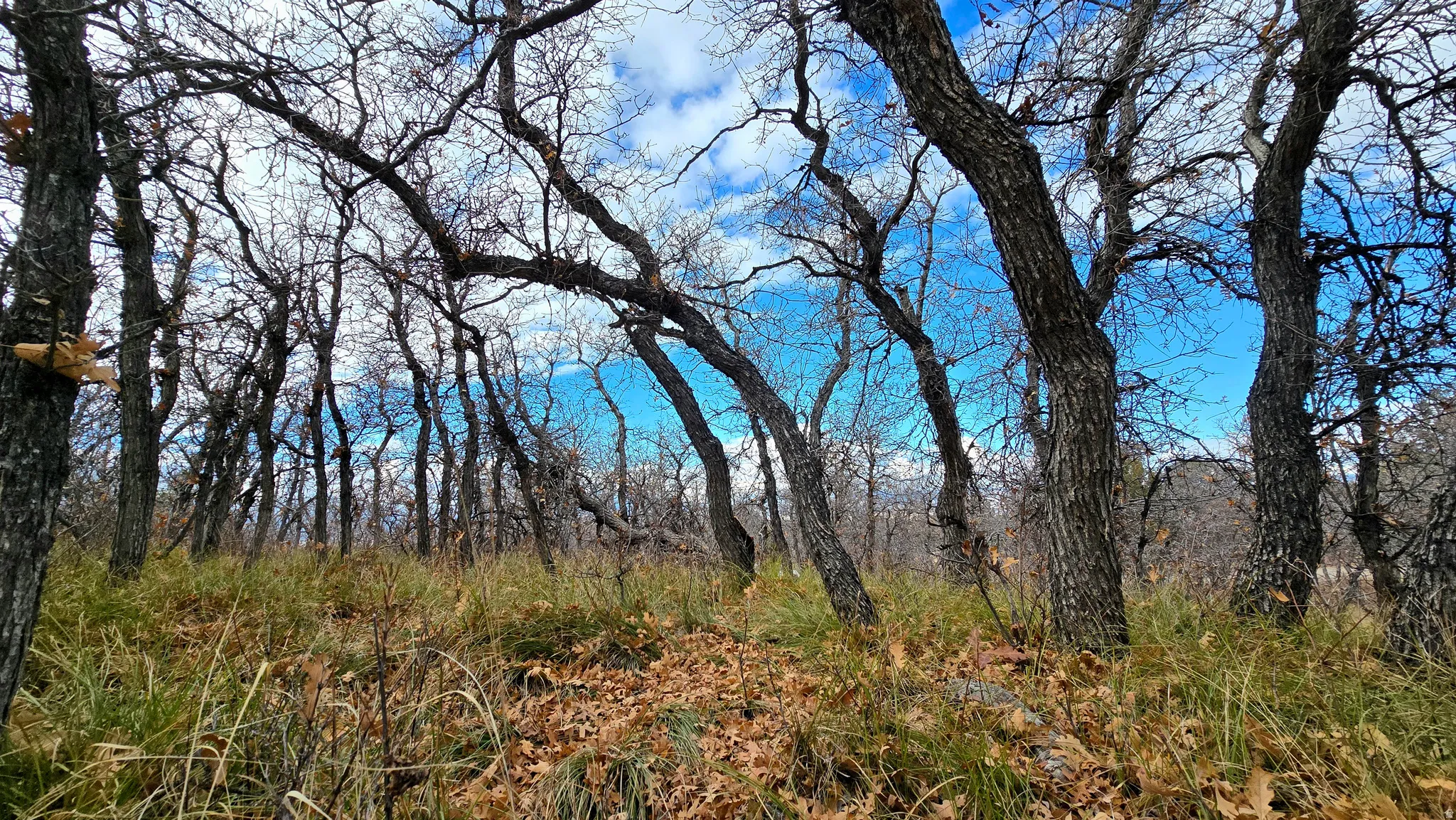 View of nature