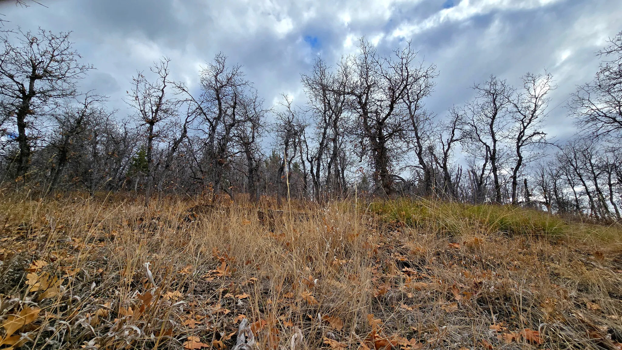 View of undeveloped land