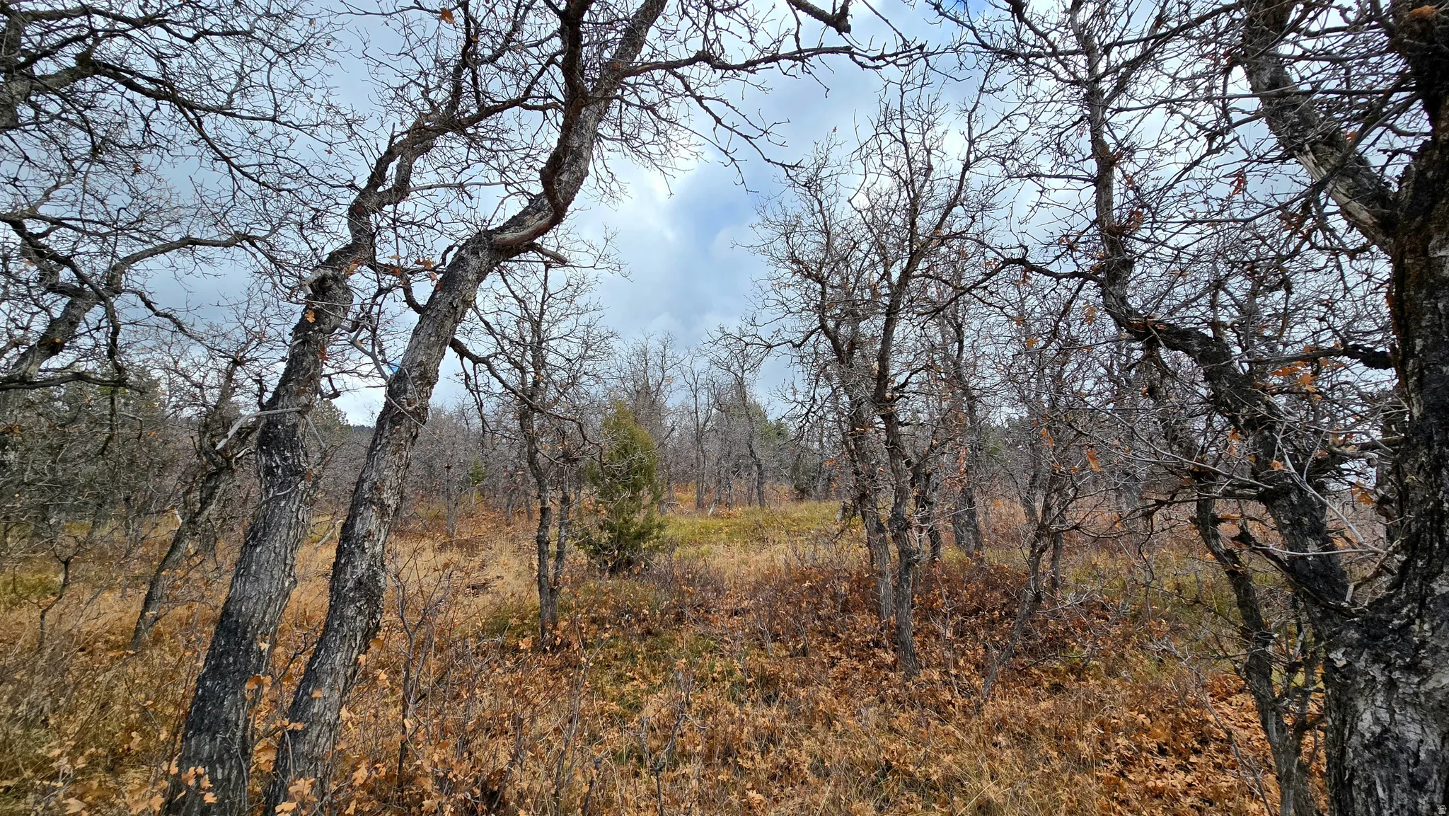 View of woods