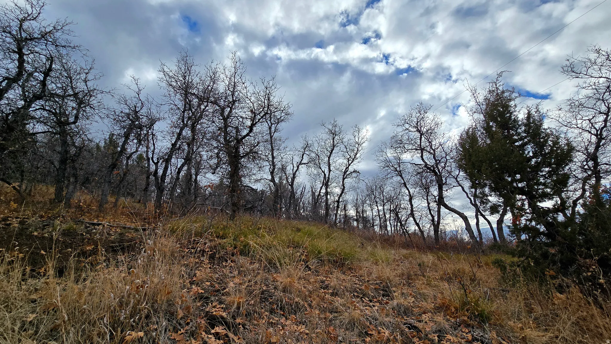 View of nature