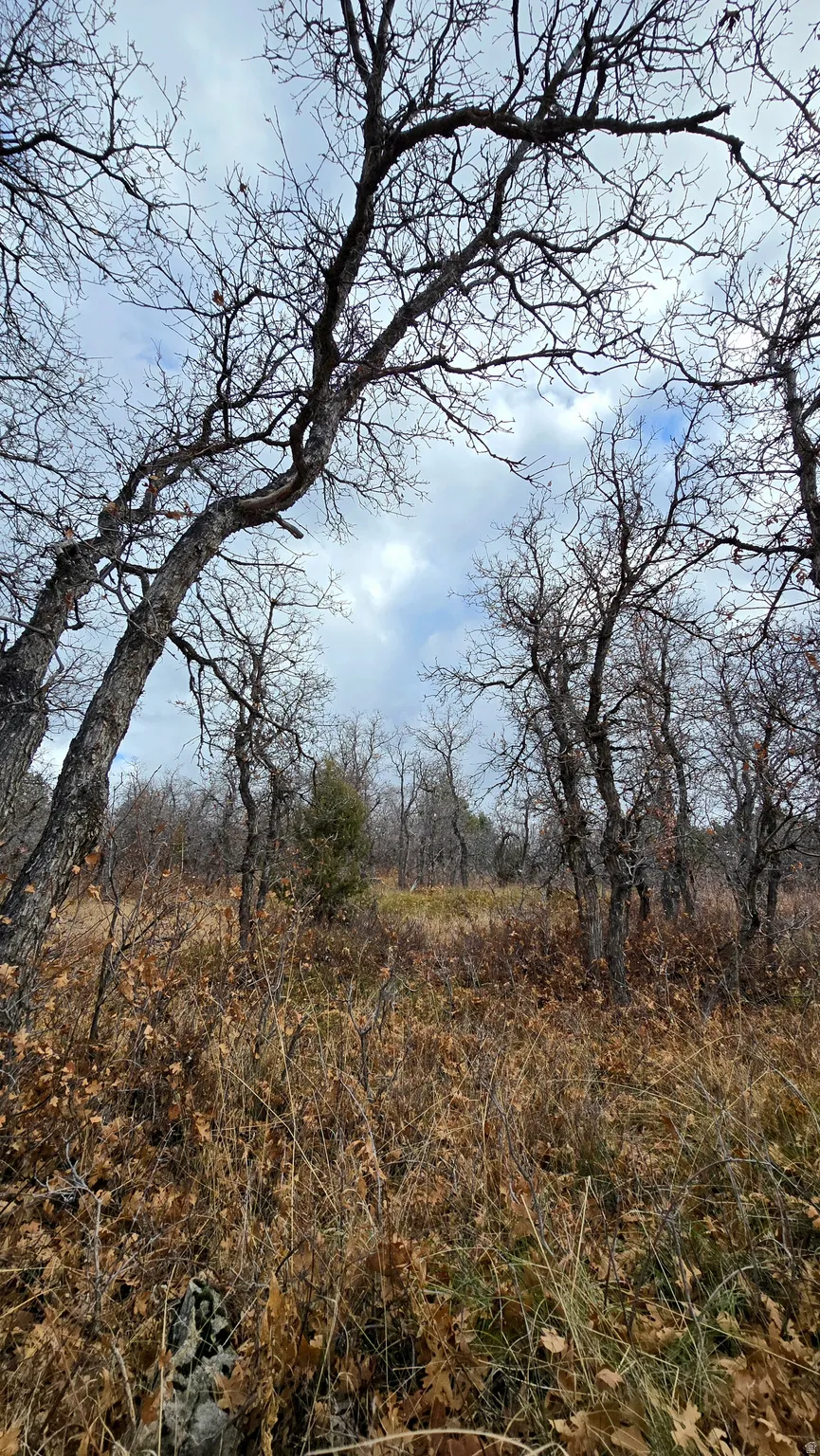 View of local wilderness