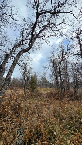 View of local wilderness