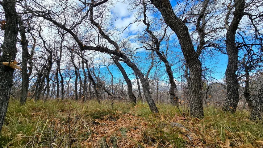 View of nature