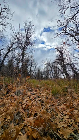 View of local wilderness