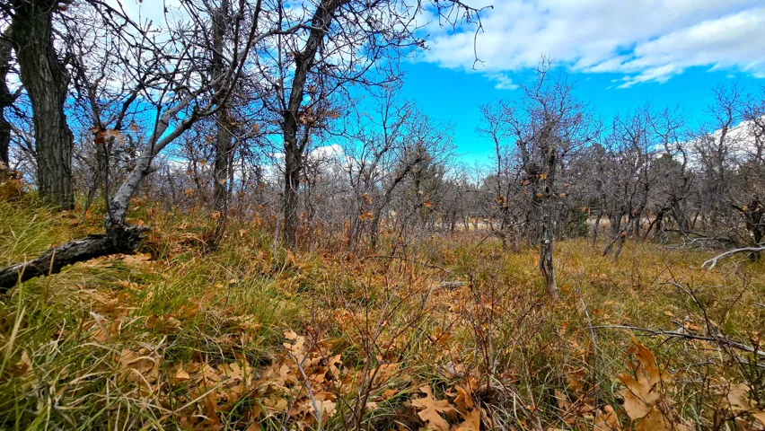 View of local wilderness