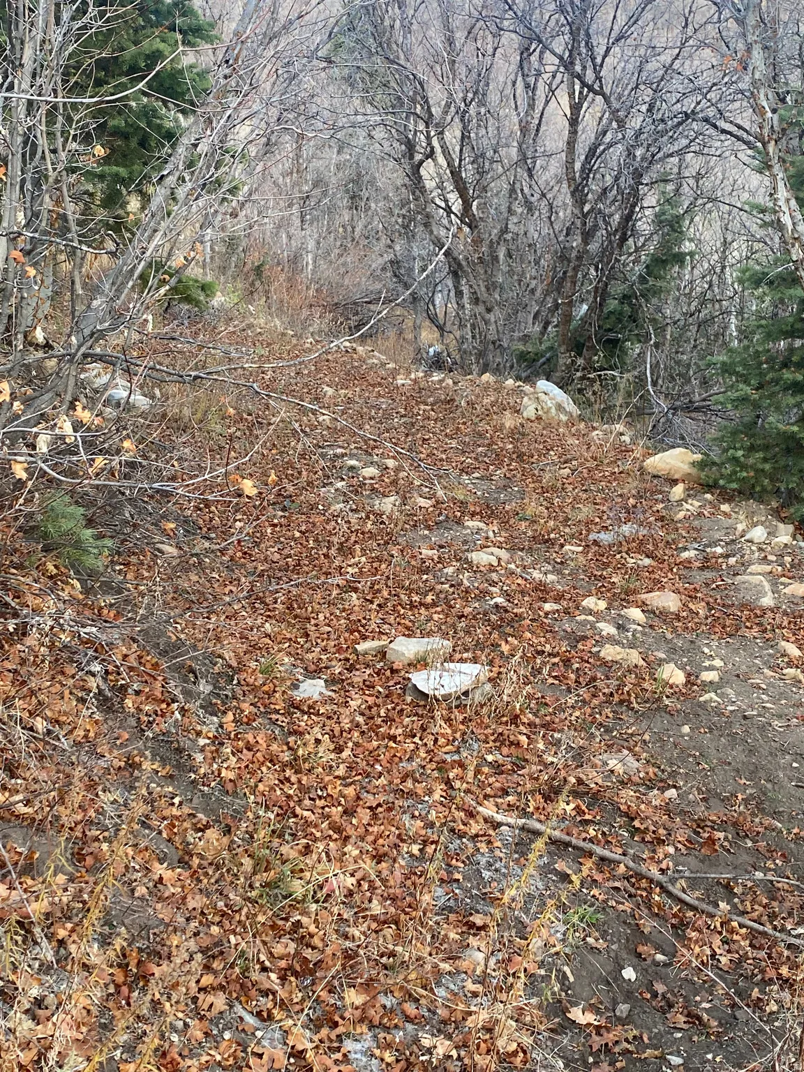 View of nature