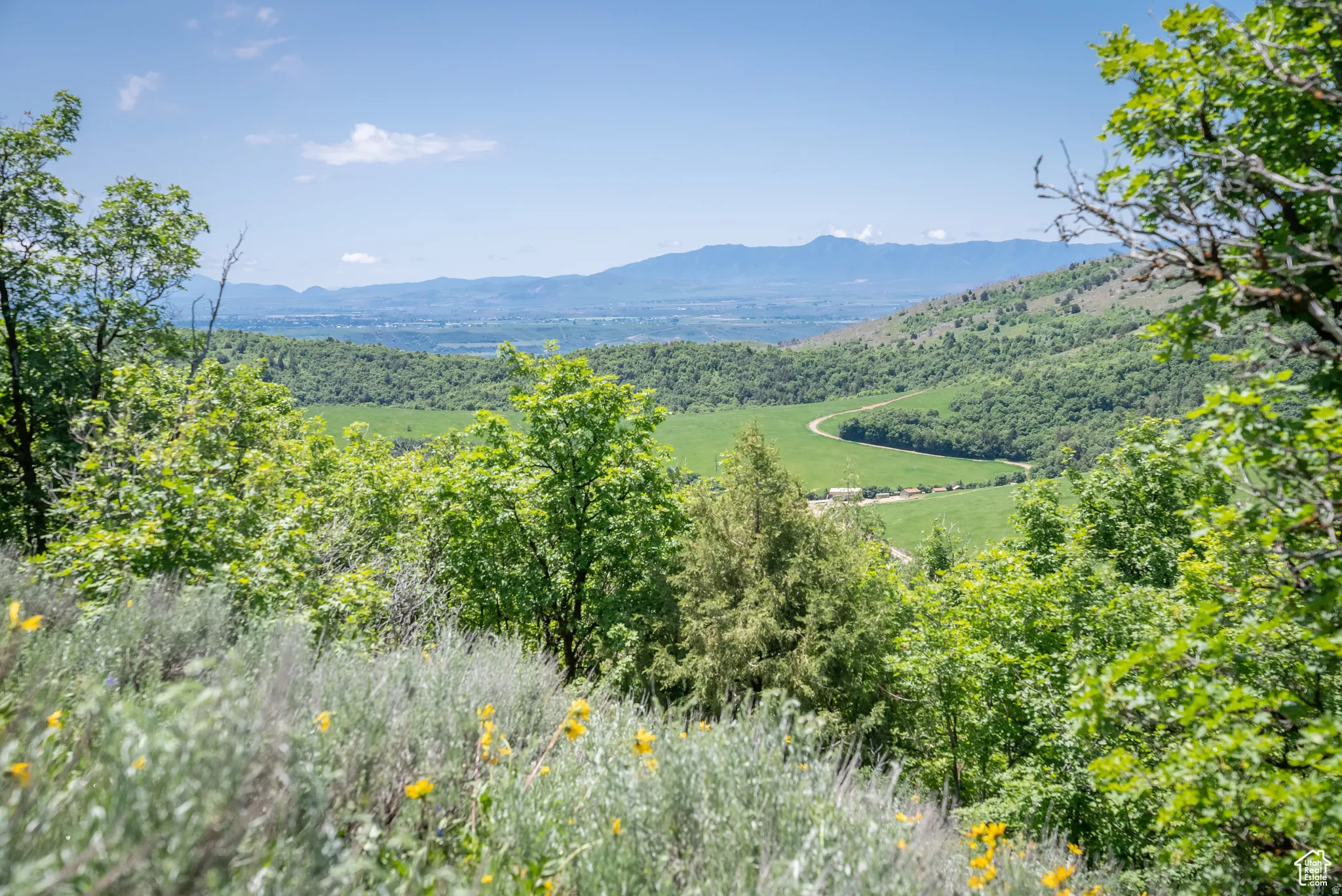 Mountain view featuring a forest