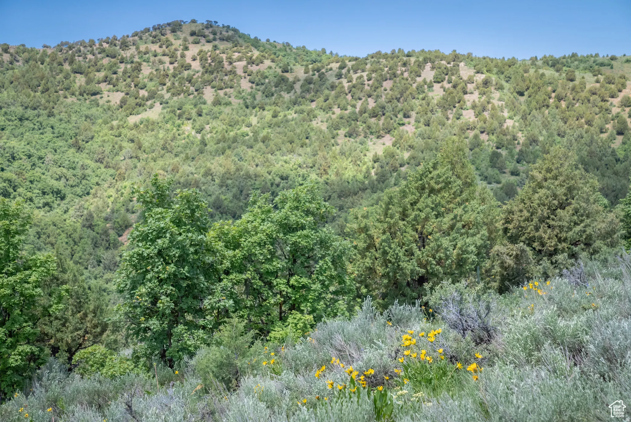 View of mountain backdrop with a forest