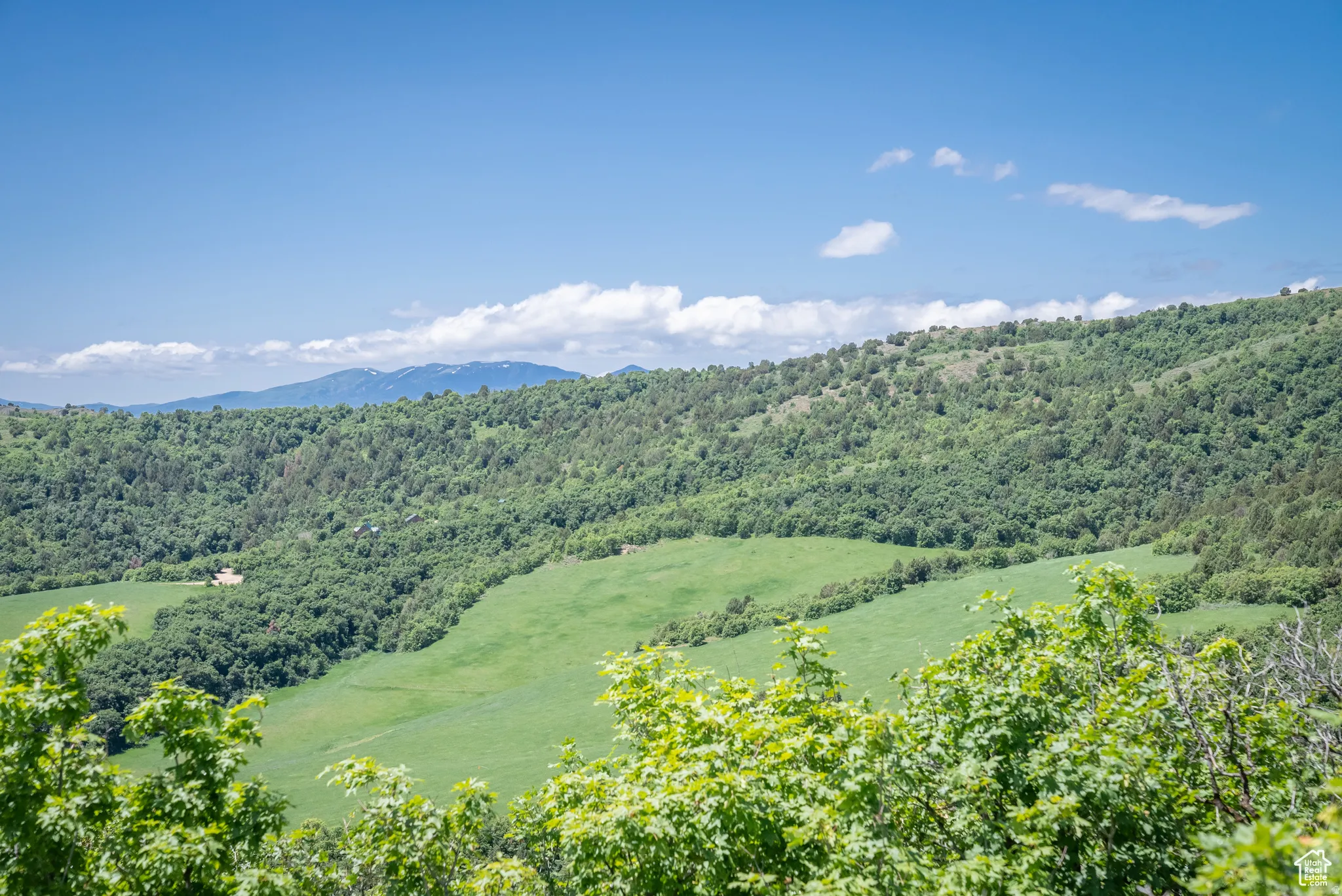 Mountain view with a forest