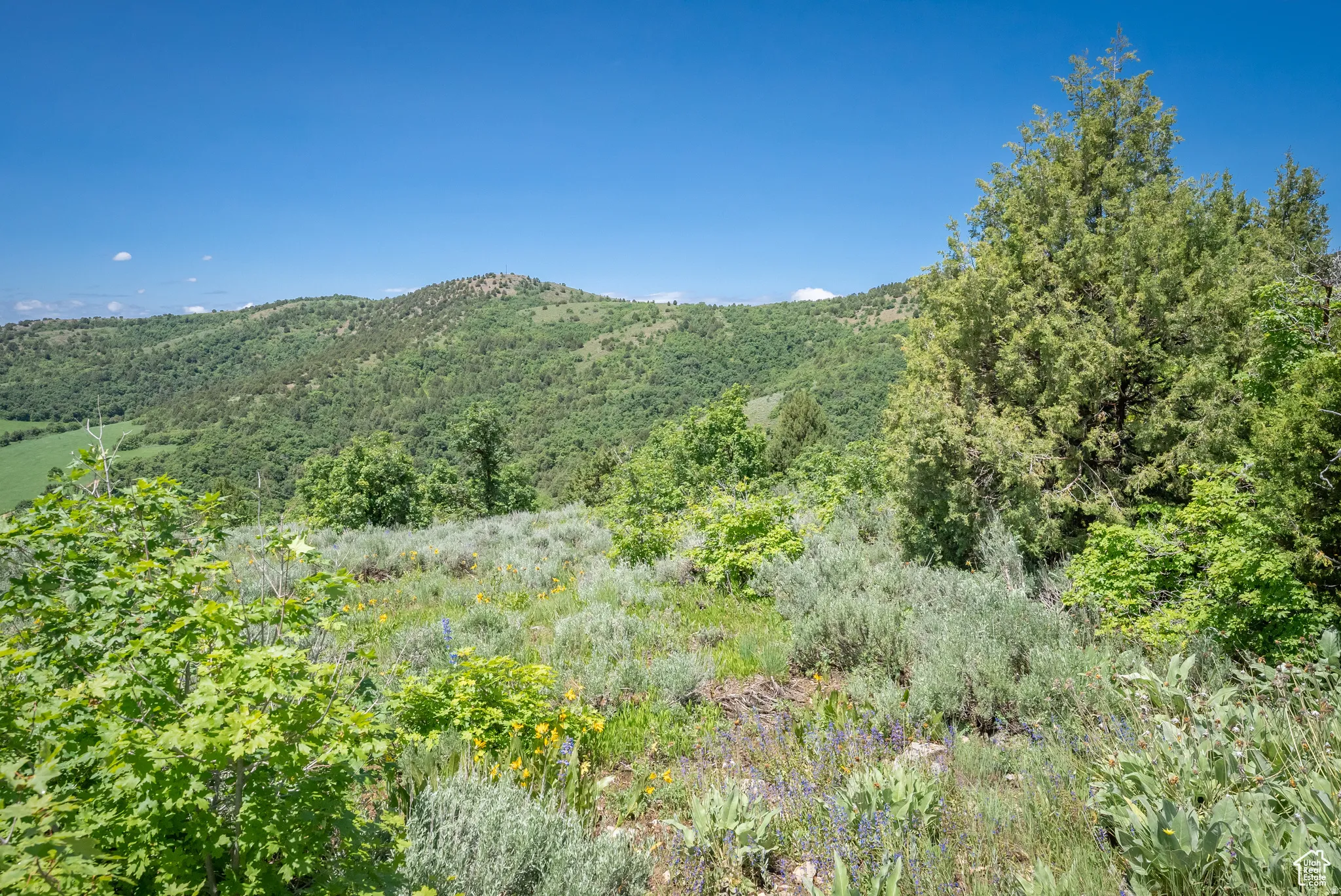 View of mountain background featuring a heavily wooded area