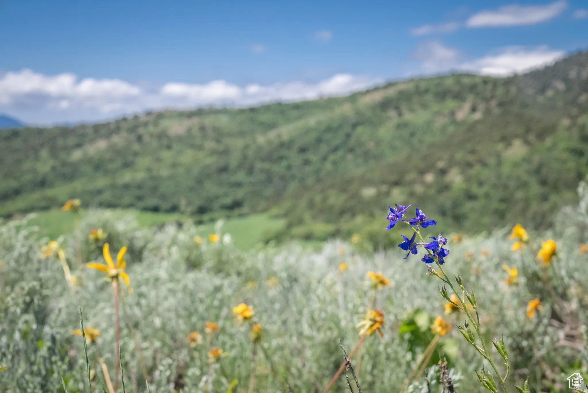 View of mountain background