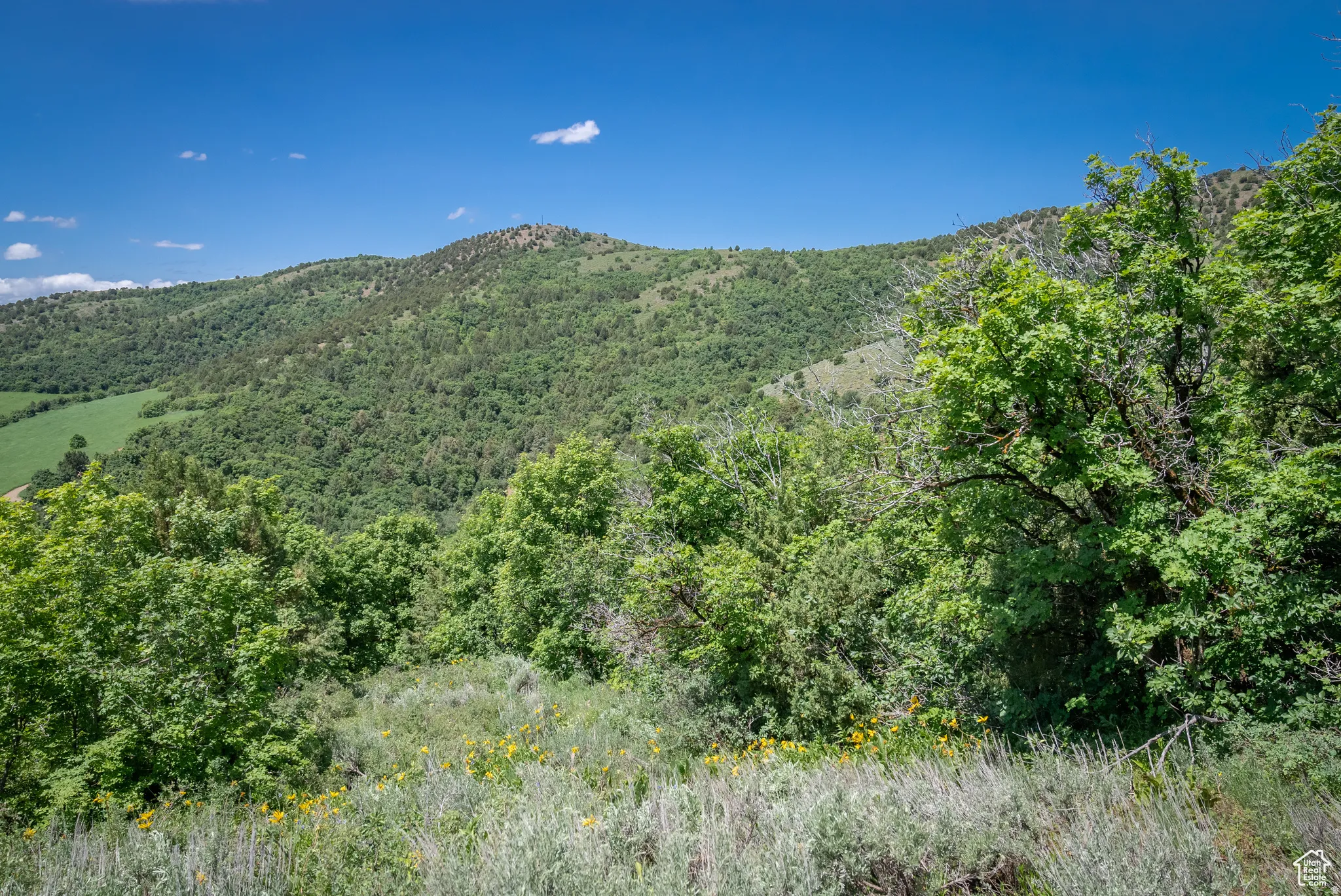 View of mountain background featuring a heavily wooded area
