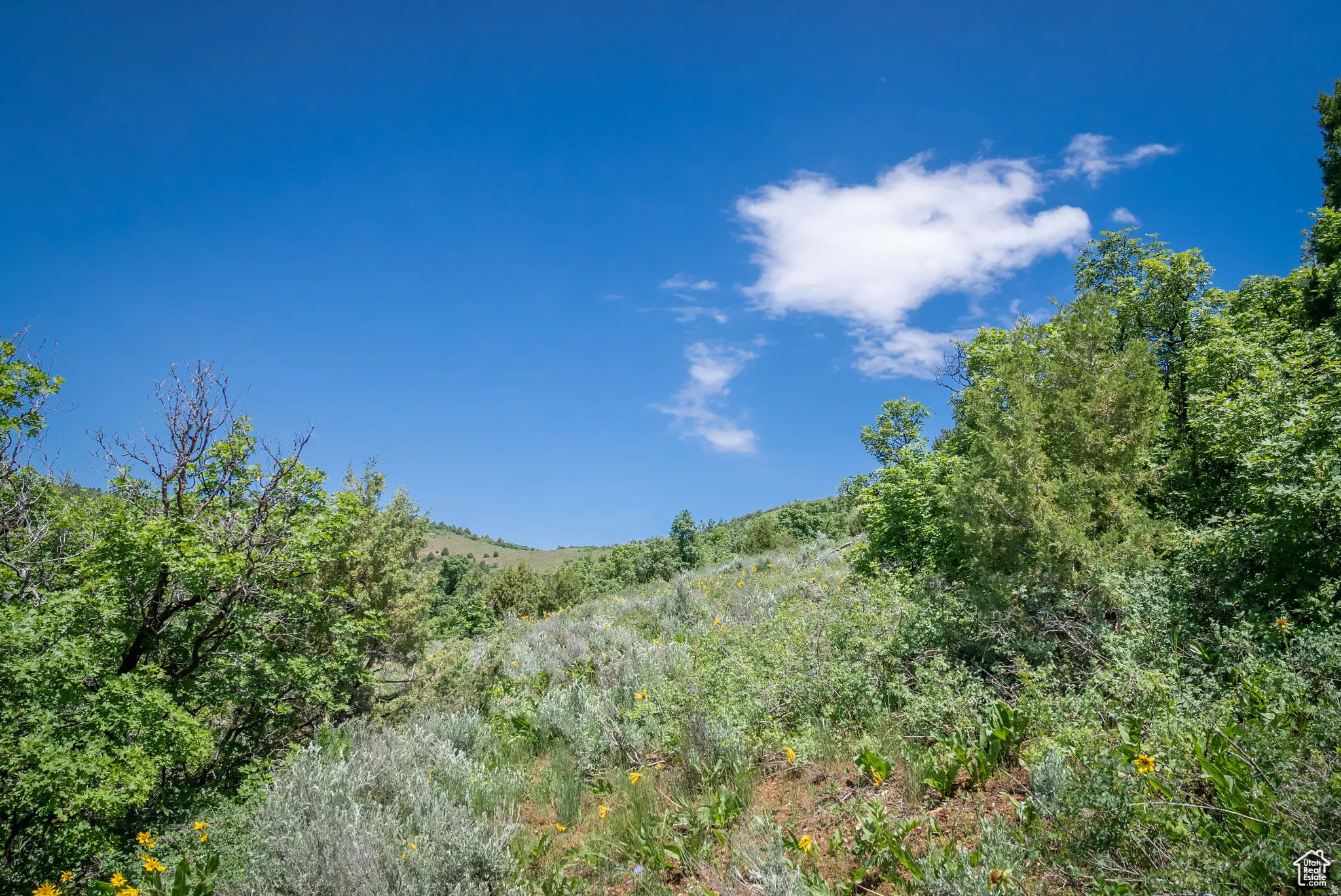 View of wooded area