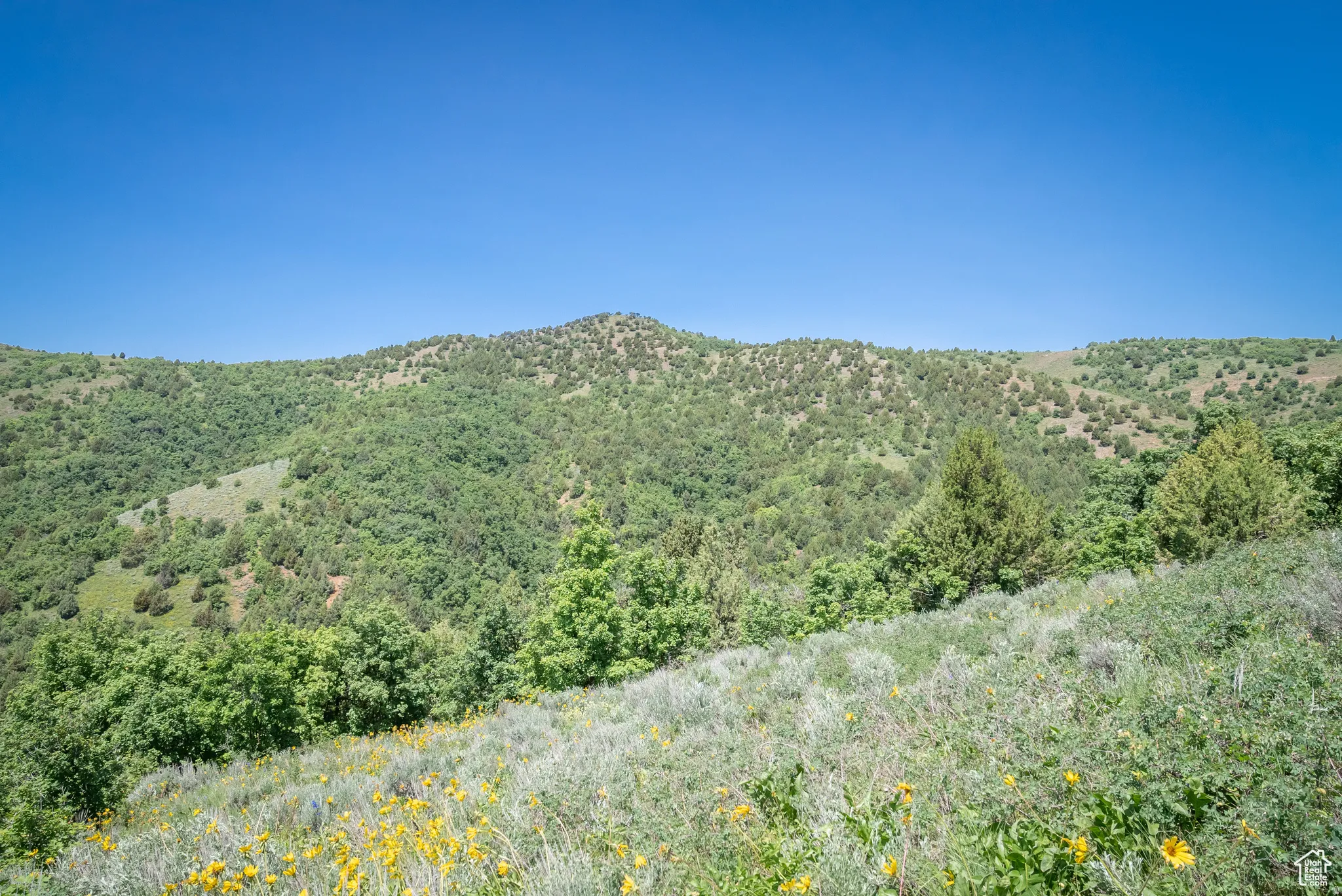 View of mountain backdrop featuring a heavily wooded area