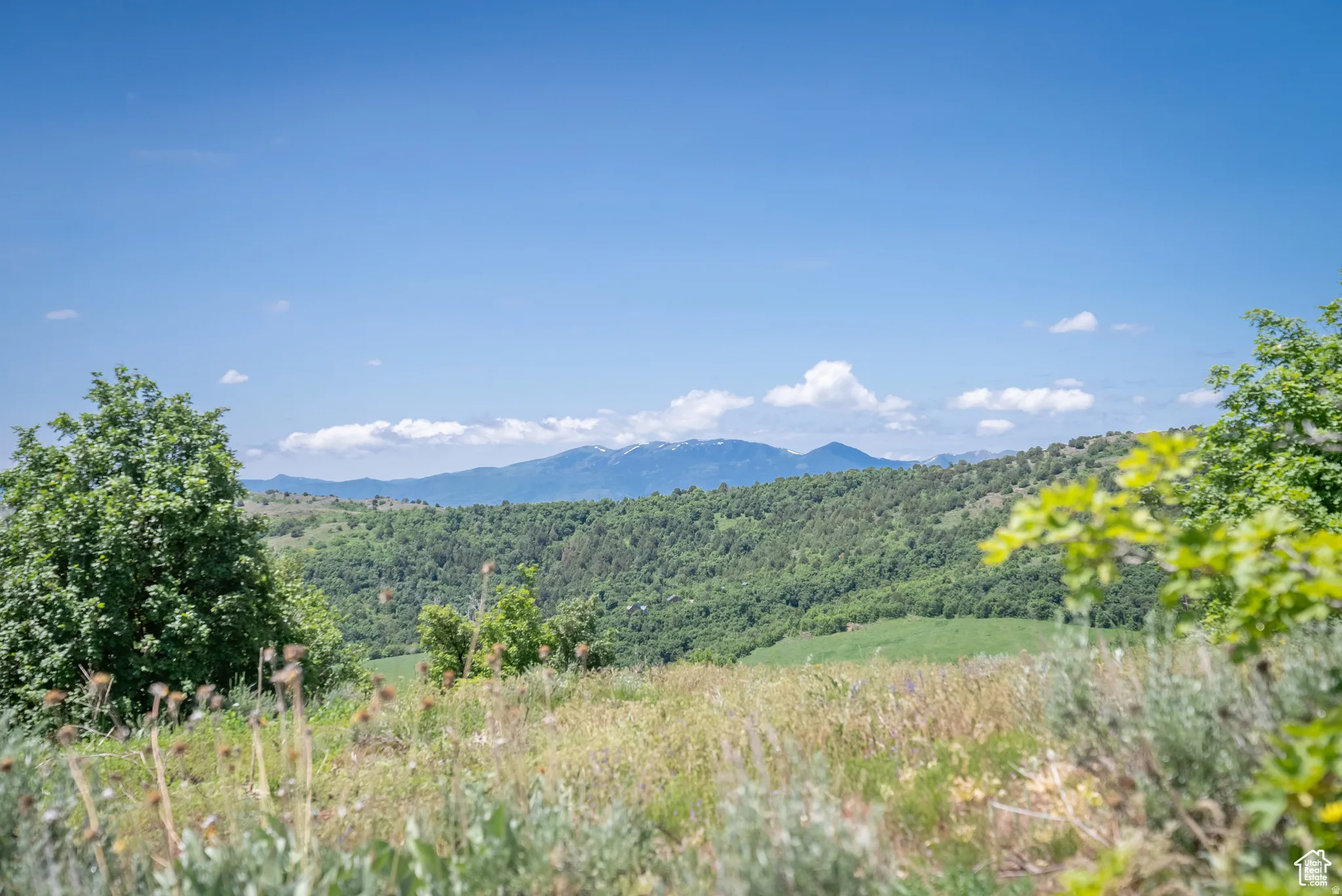 Mountain view featuring a forest