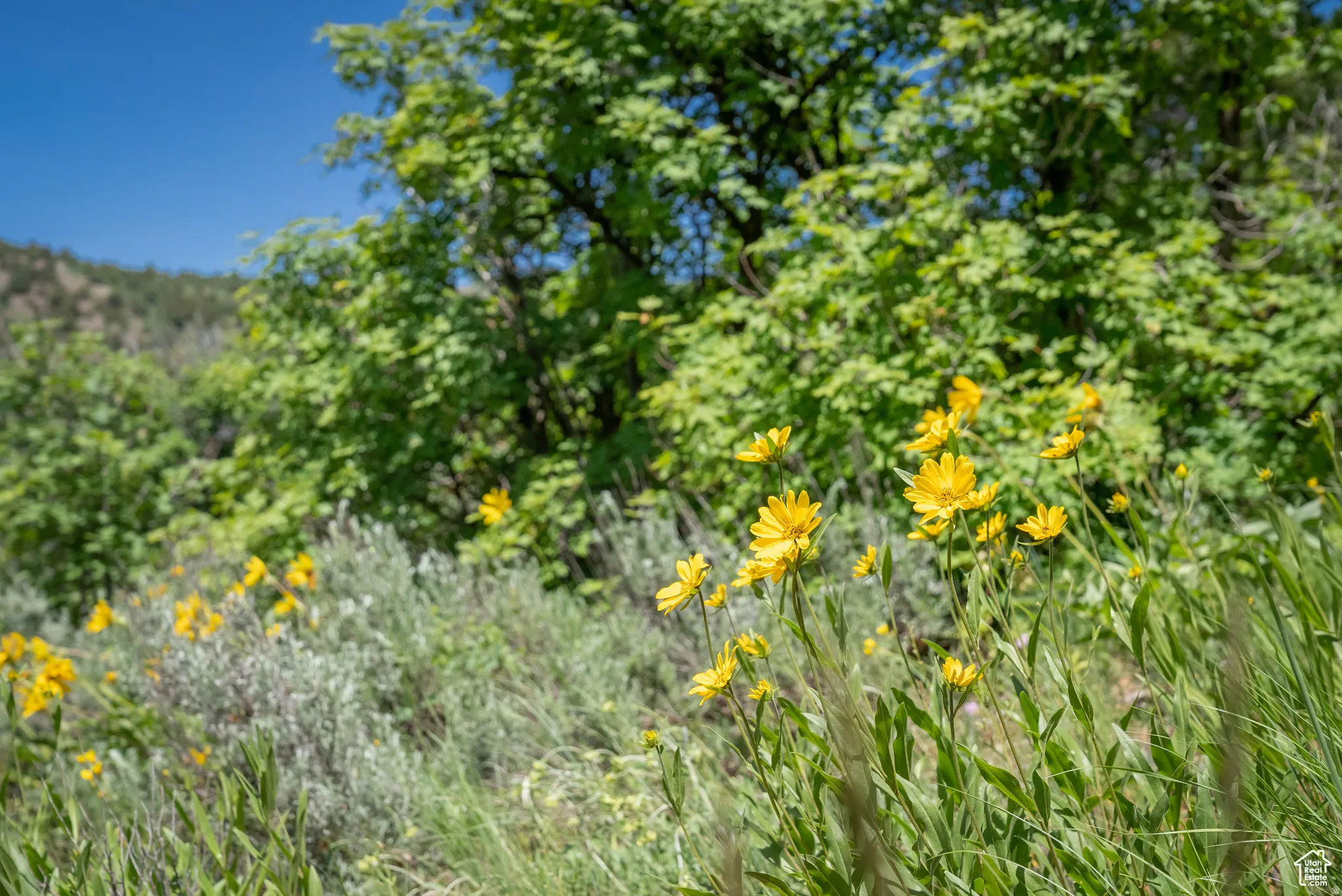 View of undeveloped land