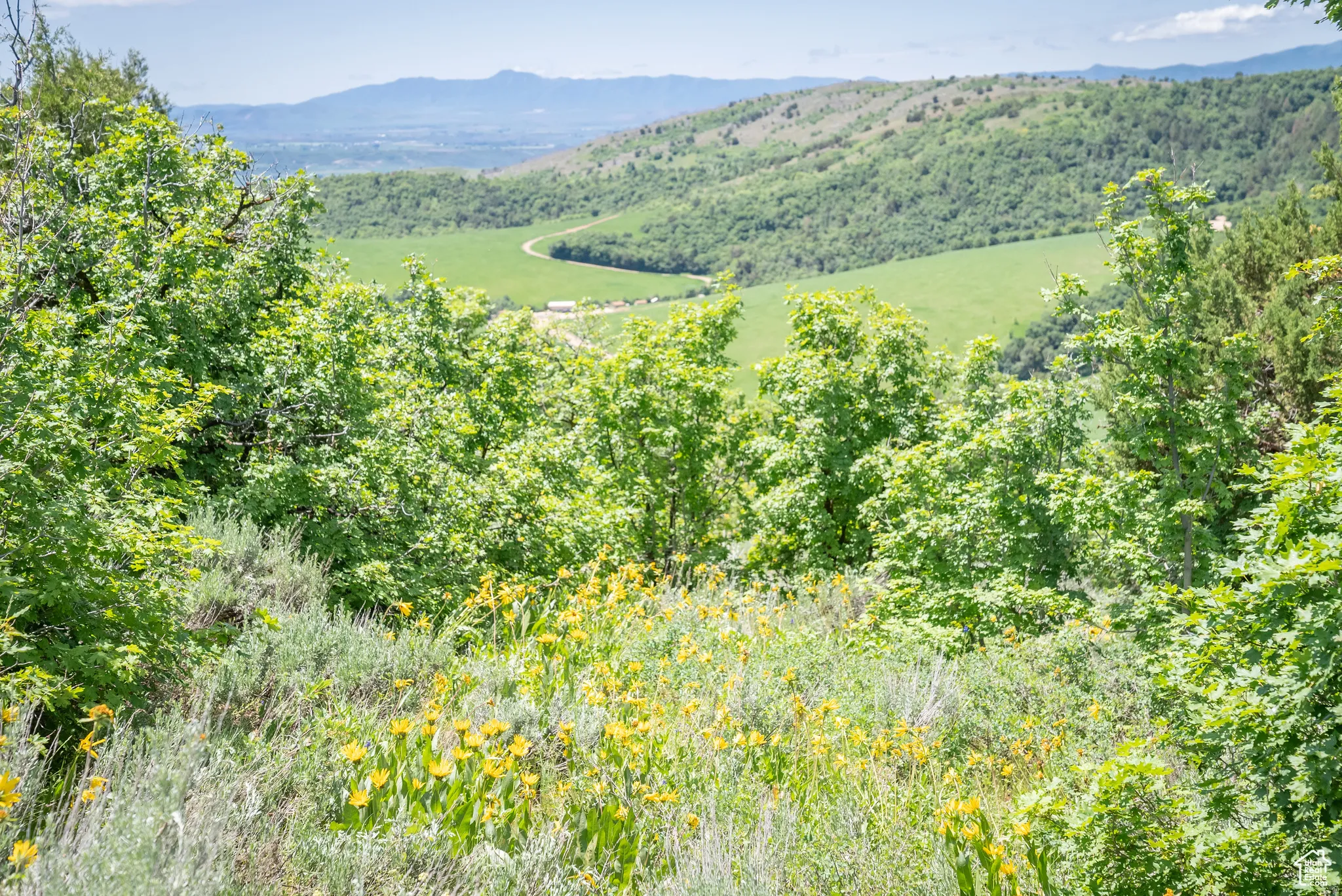 Mountain view with a heavily wooded area