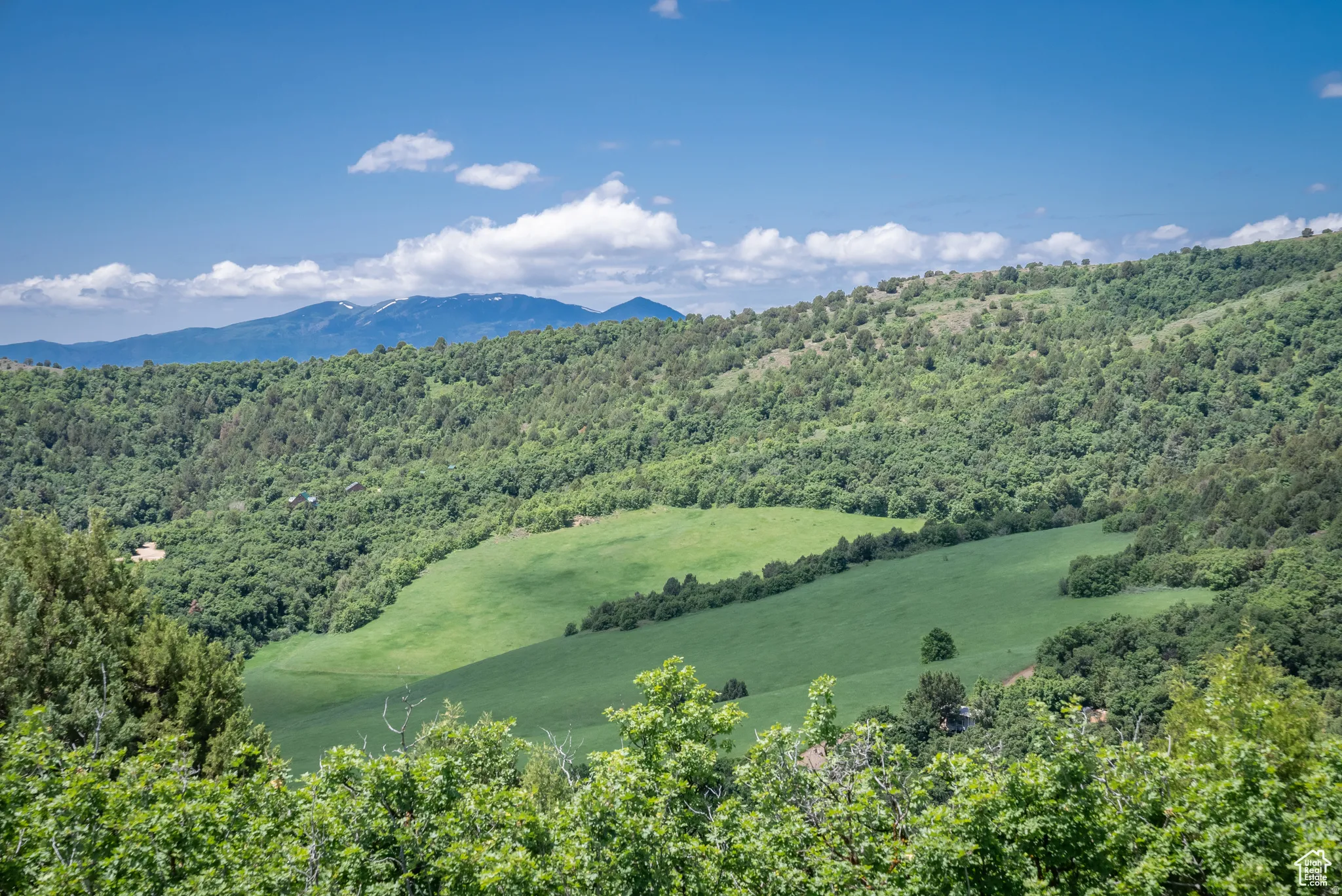 View of mountain background with a forest