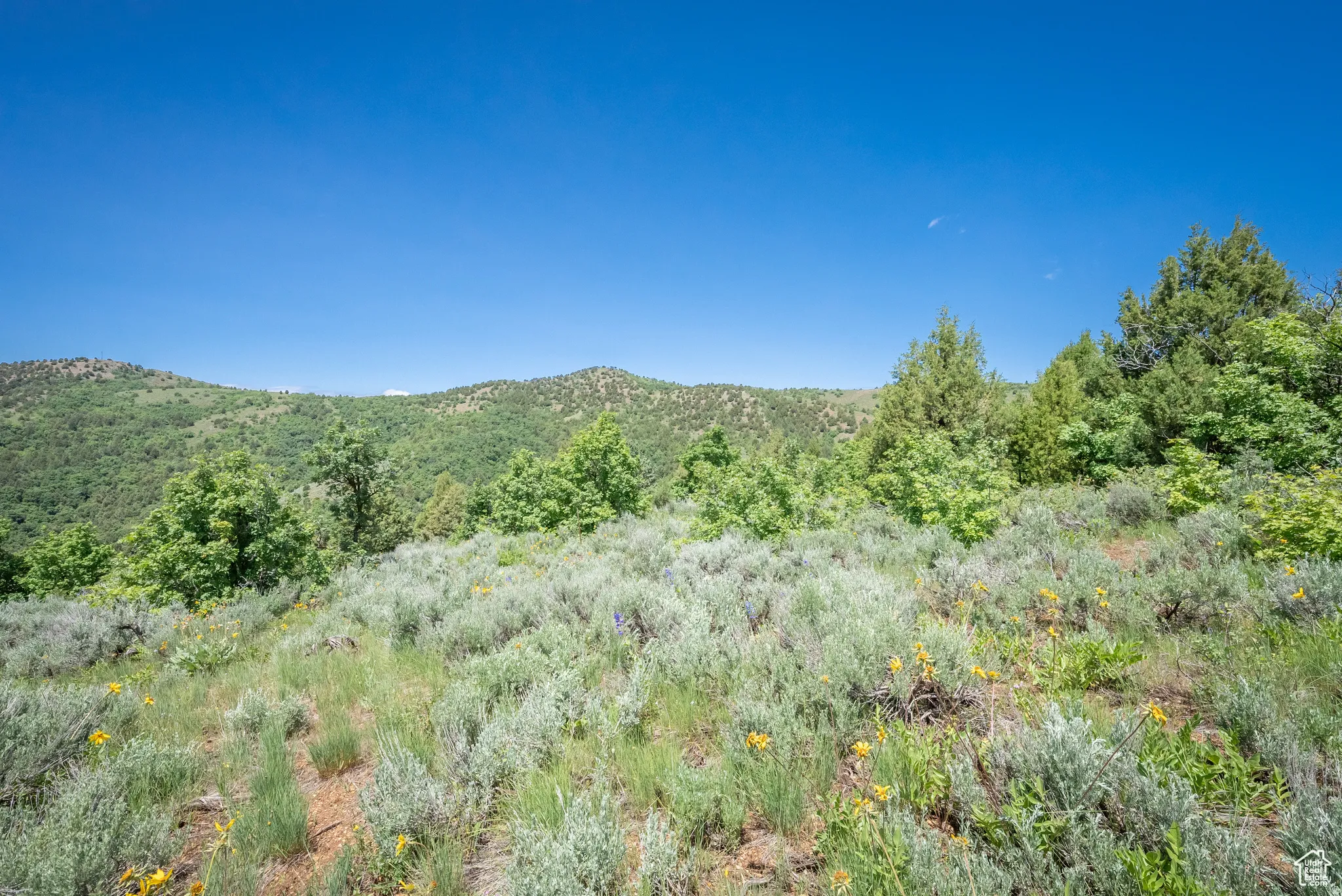 View of mountain backdrop featuring a heavily wooded area