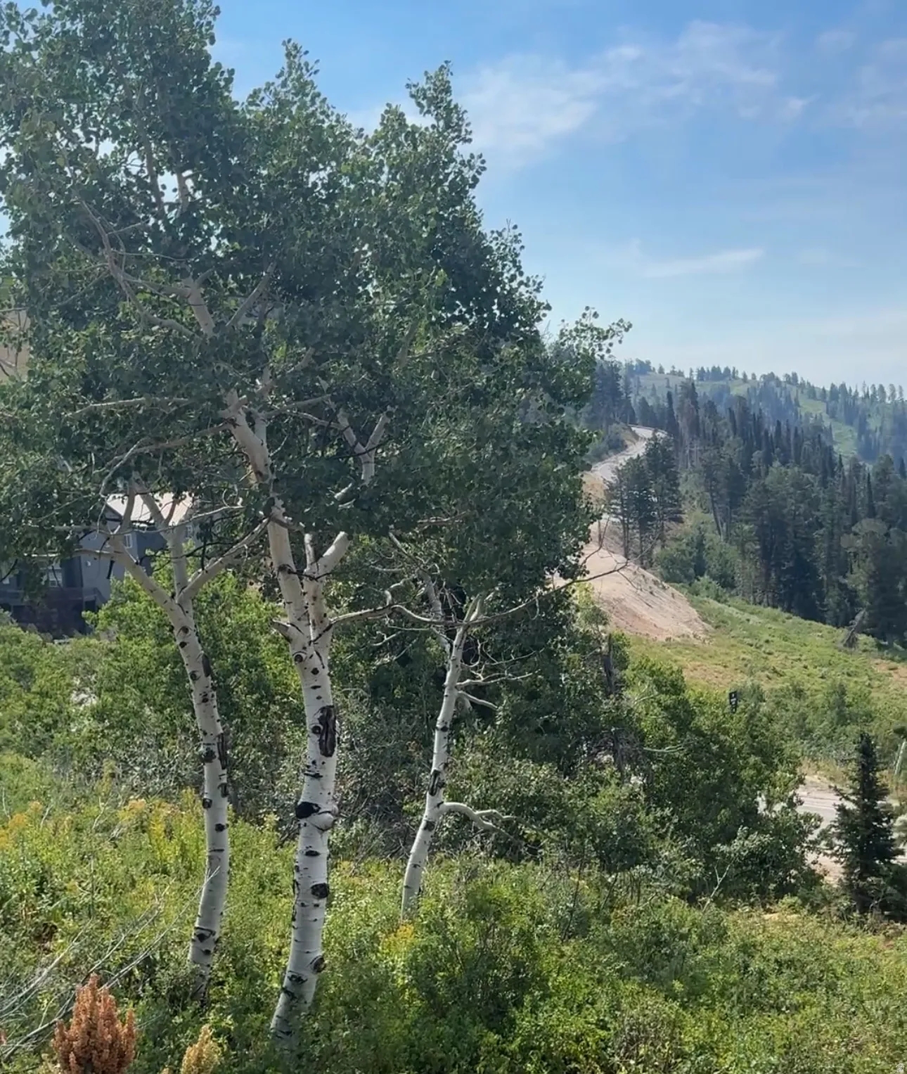 View of wooded area