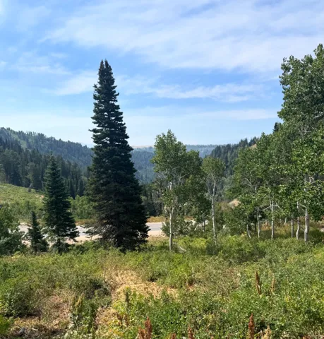 View of mountain backdrop with a heavily wooded area
