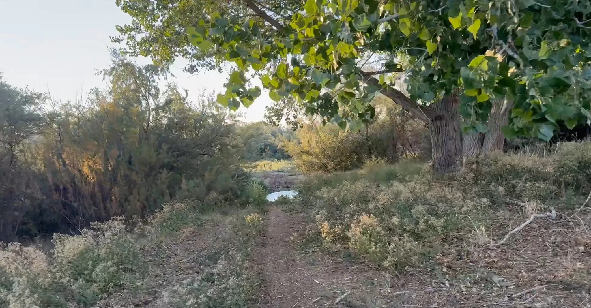 View of tree filled area