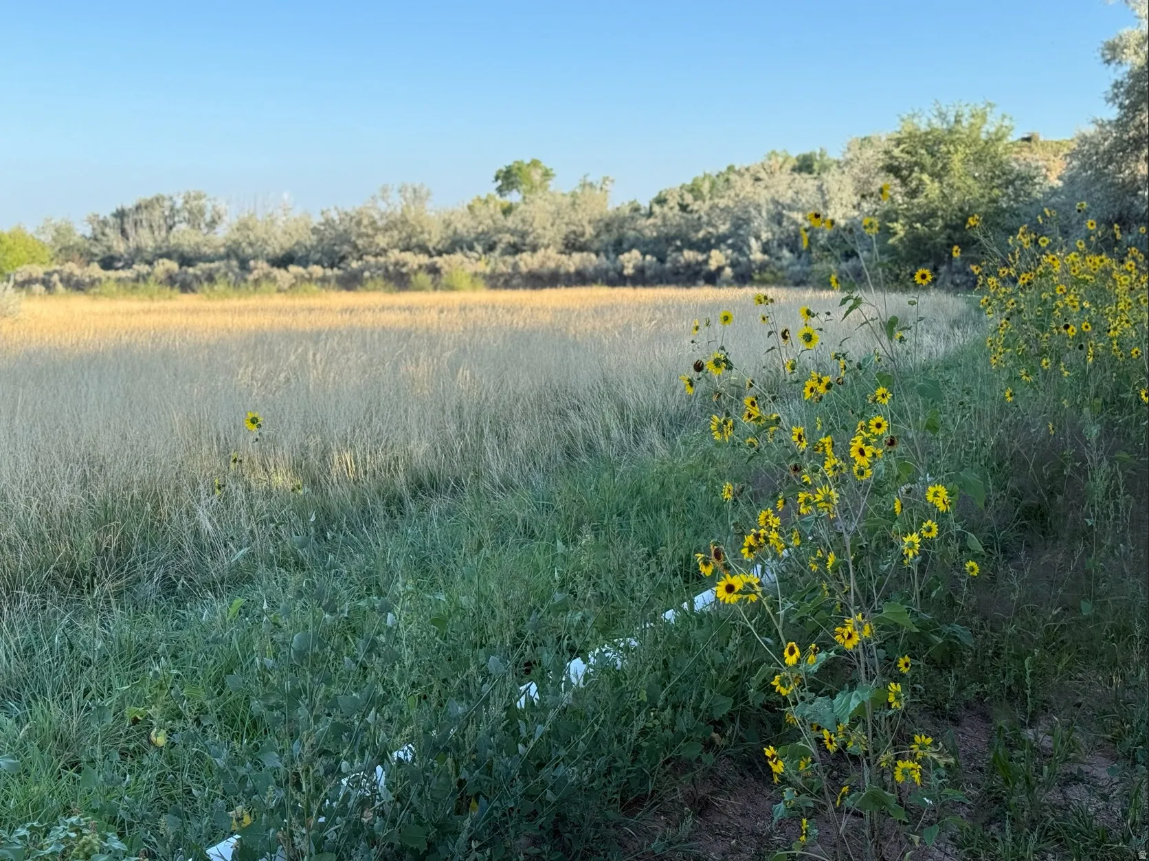 View of local wilderness