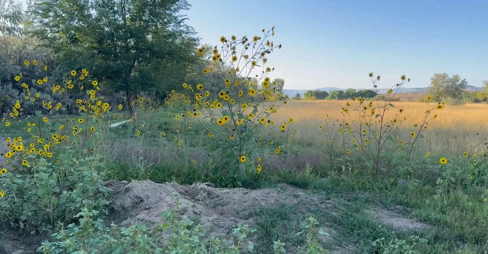 View of local wilderness featuring rural landscape