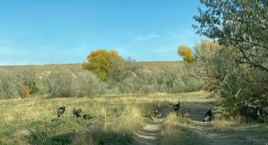 View of undeveloped land featuring rural landscape