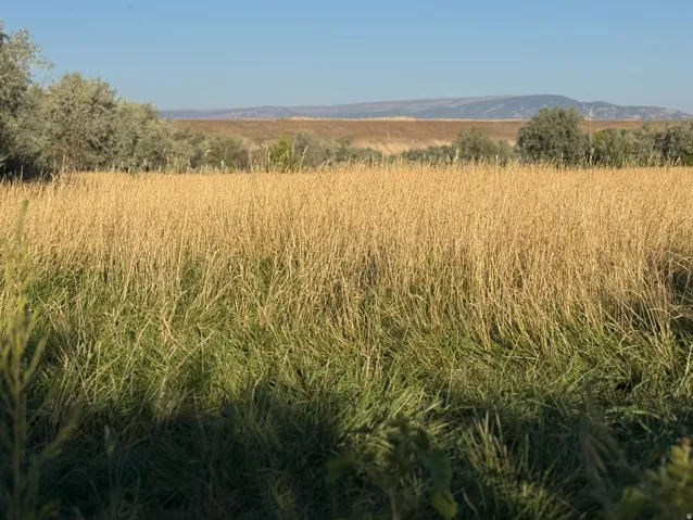 View of undeveloped land featuring rural landscape
