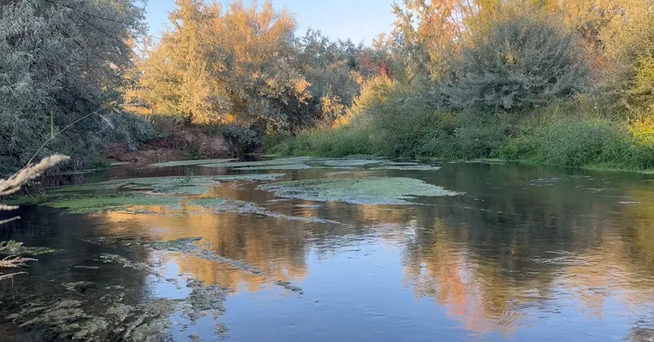 Water view featuring a forest