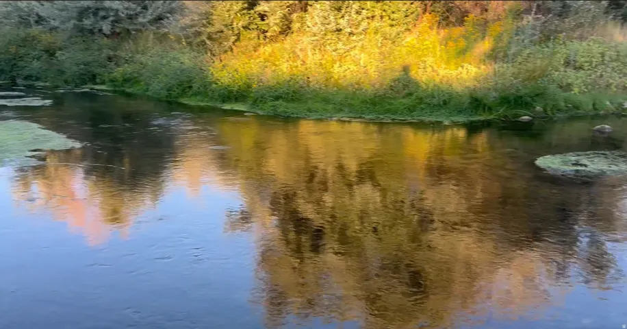 Water view featuring a heavily wooded area