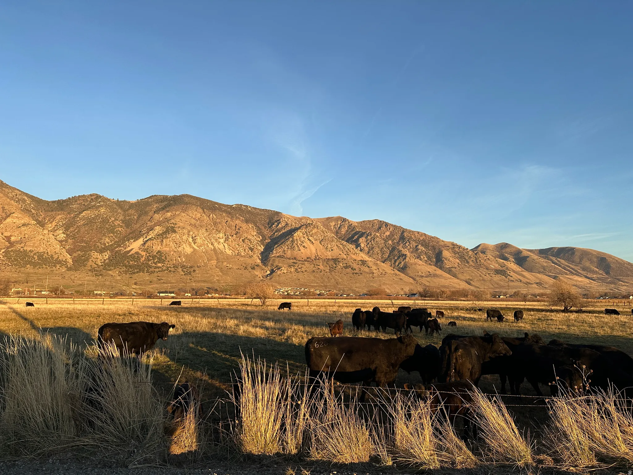 Land is currently being grazed