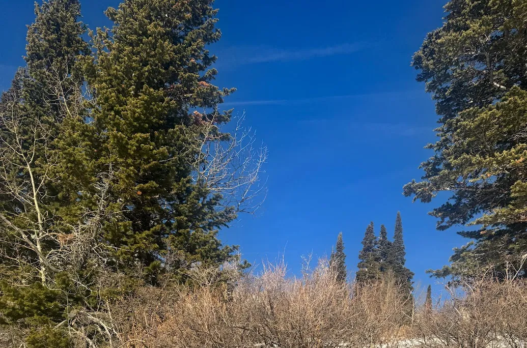 View of nature