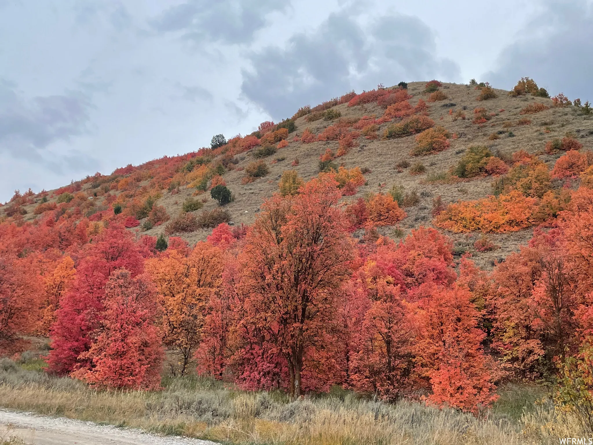 View of mountain backdrop featuring a forest