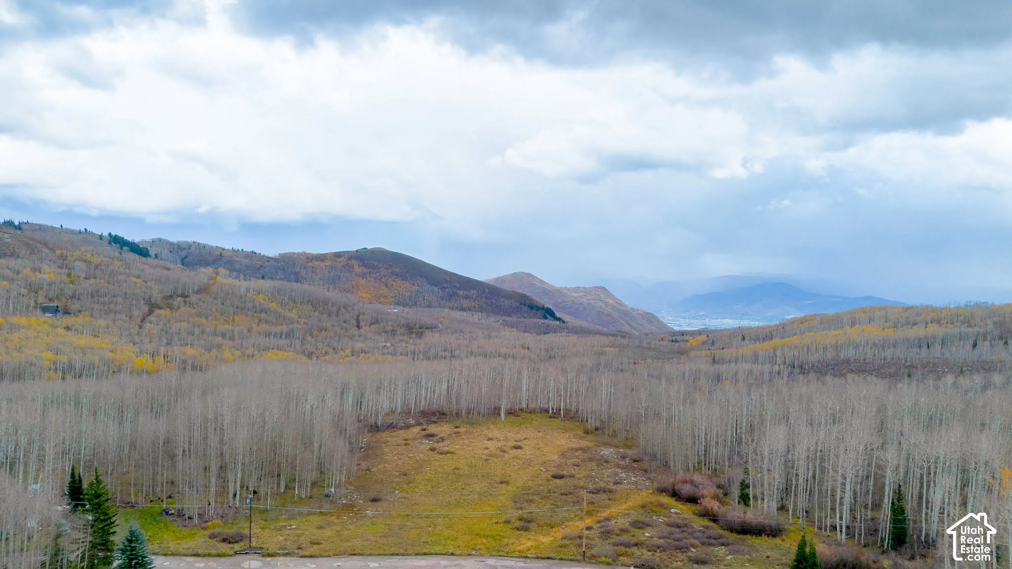 Expansive land parcel featuring mature deciduous trees and natural vegetation