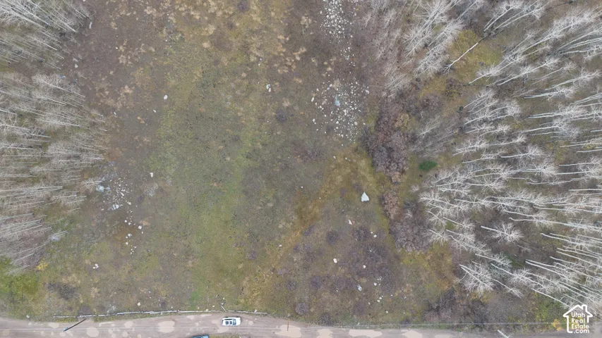 Expansive lot with natural ground cover, bordered by mature deciduous trees