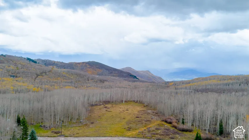 Expansive land parcel featuring mature deciduous trees and natural vegetation
