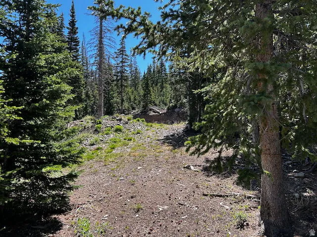 View of tree filled area