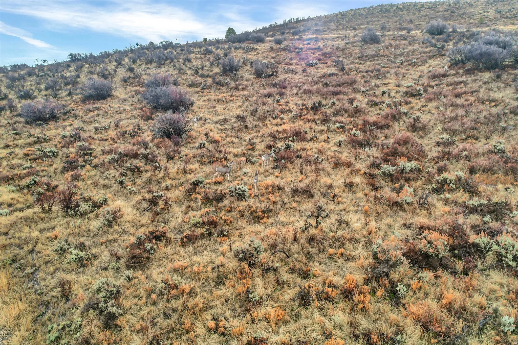 Aerial view of property and surrounding area
