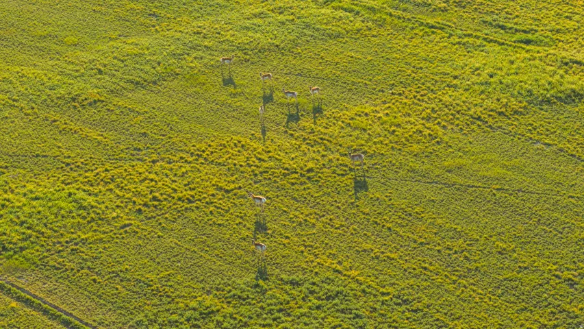 Expansive green field featuring varied grass textures and multiple deer