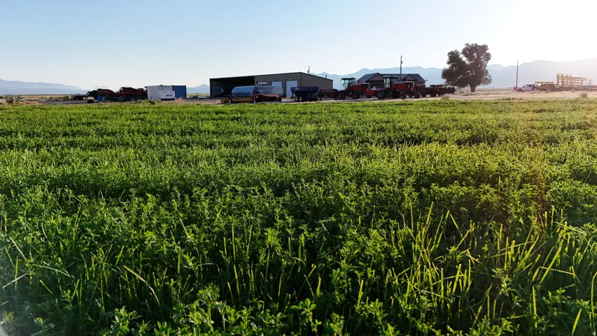 Expansive cultivated field featuring established crops